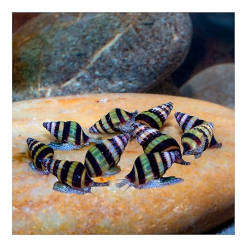 AQ4Aquaristik 10 x Raubschnecke, Clea Helena, Schneckenfresser, Anentome von AQ4Aquaristik