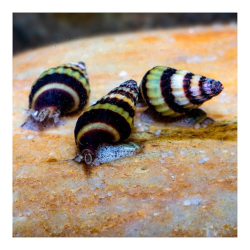 AQ4Aquaristik 3 x Raubschnecke, Clea Helena, Schneckenfresser, Anentome AQ4Aquaristik 3 x Raubschnecke, Clea Helena, Schneckenfresser, Anentome von AQ4Aquaristik