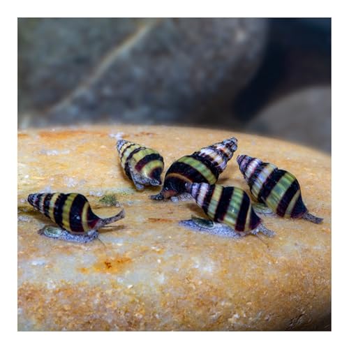 AQ4Aquaristik 5 x Raubschnecke, Clea Helena, Schneckenfresser, Anentome von AQ4Aquaristik