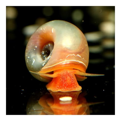 AQ4Aquaristik 5 x Rosa-Pinke Posthornschnecken, Planorbella duryi, Reinigungscrew Algenfresser von AQ4Aquaristik