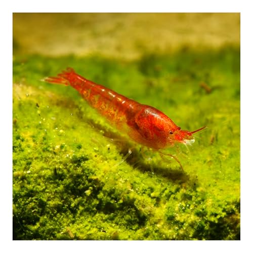 AQ4Aquaristik Rote Hawaii Garnele - Halocaridina rubra - Zwerggarnele für die Brackwasser Aquaristik - Garnelen einfach im Aquarium züchten, 10er Set von AQ4Aquaristik