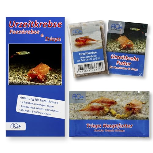 Triops cancriformis VAR. Beni Kabuto EBI (rot) - Starter Set ca. 100 Urzeitkrebse Eier ca. 100 - mit Aufzuchtfutter, Hauptfutter und Anleitung von AQ4Aquaristik