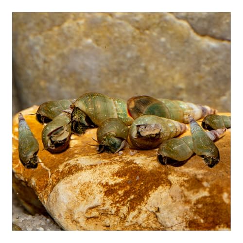 AQ4Aquaristik 10 x Turmdeckelschnecken Melanoides tuberculatus Bodengrund- Reinigungscrew TDS von AQ4Aquaristik