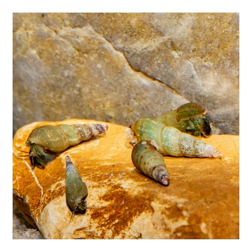 AQ4Aquaristik 5 x Turmdeckelschnecken Melanoides tuberculatus Bodengrund- Reinigungscrew TDS von AQ4Aquaristik