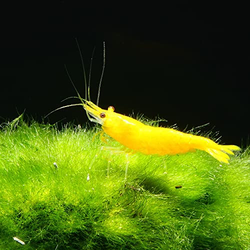 AQ4Aquaristik Yellow Fire Zwerggarnele - Gelbe Neocaridina davidi Garnele, für Einsteiger geeignet, leicht zu pflegen und zu züchten, 10er Set von AQ4Aquaristik