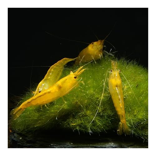 AQ4Aquaristik 10 x Yellow Fire Zwerggarnele - Gelbe Neocaridina davidi Garnele, für Einsteiger geeignet, leicht zu pflegen und zu züchten von AQ4Aquaristik