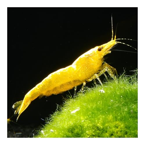 AQ4Aquaristik 10 x Yellow Golden Top Zwerggarnele, Neocaridina davidi, Yellow Neon Rückenstrich Garnele, für Einsteiger, leicht zu pflegen und zu züchten von AQ4Aquaristik
