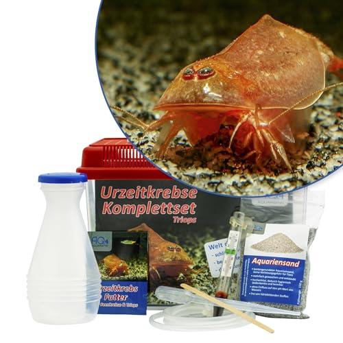 Triops cancriformis VAR. Beni Kabuto EBI Starterset: Urzeitkrebse Eier, 2,5 l Aquarium, Zubehör, Futter und Anleitung von AQ4Aquaristik