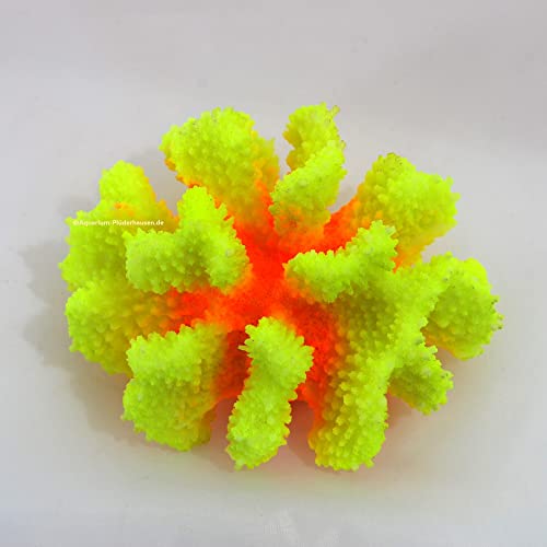 Steinkoralle, 13x12x6,5 cm, SPS, Aquarium Korallen, Blumenkohl Nachbildung gelb Steinkoralle, 13x12x6,5 cm, SPS, Aquarium Korallen, Blumenkohl Nachbildung gelb von AQUARIUM-PLÜDERHAUSEN