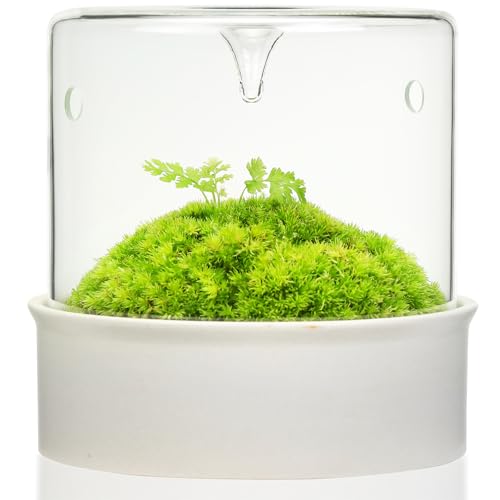 Desktop-Pflanzen-Terrarium mit Keramiksockel und Glasabdeckung (H:14,5 cm D:13,5 cm), selbstpflegendes Ökosystem für Moos, Sukkulenten, Miniaturgartenlandschaft, Innendekoration, Pflanzenliebhaber, von AREPK