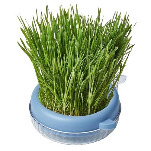Katzengras-Pflanzgefäß, Pflanzkasten für Katzengras, für Katzenpflanzen, Kinderzimmer, erdfreier Behälter, Sprossenschale für drinnen und draußen Katzengras-Pflanzgefäß, Pflanzkasten für Katzengras, für Katzenpflanzen, Kinderzimmer, erdfreier Behälter, Sprossenschale für drinnen und draußen von ARIOU