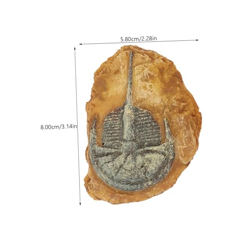 ARTSEWPLY 2 Stück Simulations fossil Dekoration Reptilien Terrarium Ornament für Gecko Box Kratzfestes Harz Vielseitig als Terrarium deko für Echsen Spinnen Hamster Geeignet Farblich von ARTSEWPLY