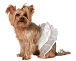ATOSA Weißes Tutu-Kostüm für Haustiere ATOSA Weißes Tutu-Kostüm für Haustiere von ATOSA