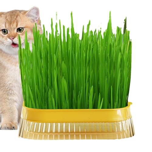 AUTOECHO Katzengras-Pflanzgefäß,Katzengras-Pflanzgefäß - Kindergarten-Pflanztopf für Katzengras - Anzuchttopf für Katzensprossen, Hydrokultur-Pflanztopf, Keimschale für Katzengras, AUTOECHO Katzengras-Pflanzgefäß,Katzengras-Pflanzgefäß - Kindergarten-Pflanztopf für Katzengras - Anzuchttopf für Katzensprossen, Hydrokultur-Pflanztopf, Keimschale für Katzengras, von AUTOECHO