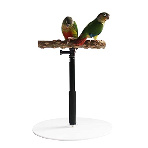 AUTOECHO Parrot Desktop-Ständer, Verstellbarer Spielständer für Vögel, Spielständer für Papageien aus Holz, Nymphensittich-Spielplatz mit einziehbarem Design, Spielständer für Sitzstangen von AUTOECHO
