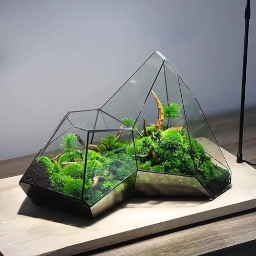 Glas Geometrisches Terrarium, 31 * 18 * 22cm Kleines Geometrisches Terrarium Aus Glas Für Farn Moos Sukkulente Luft Pflanzenhalter Glas Display Pflanzgefäß (Ohne Pflanzen) von AVCULT