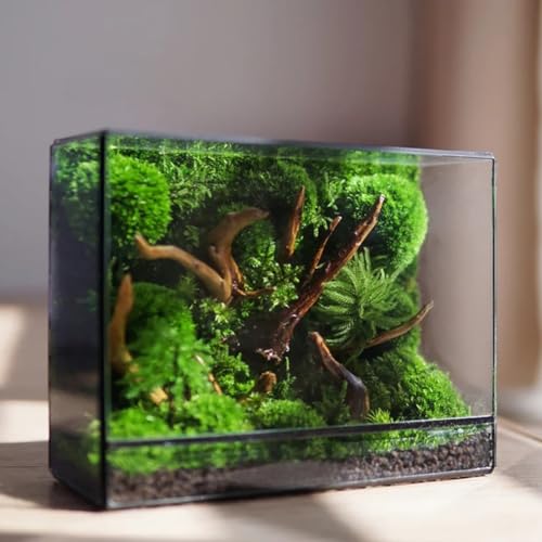 Kleines Geometrisches Terrarium Mit Tür, Glas Geometrisch Pflanzen Terrarium, Heim-Garten-Dekoration (Ohne Pflanzen Und Requisiten) (Color : 19.5 * 8 * 14.5 cm) von AVCULT