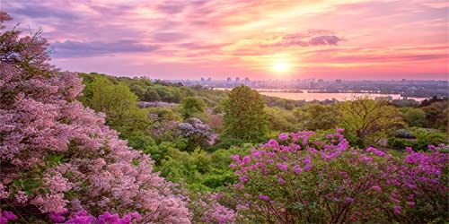 AWERT 183 x 61 cm Frühlingskirschblüten-Terrarium-Hintergrund, rosa Blume, Baum, Sonnenuntergang, Blume, Aquarium, Hintergrund, Vinyl-Hintergrund von AWERT