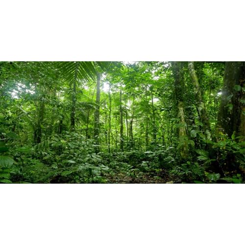 AWERT 183 x 61 cm Terrarium-Hintergrund tropisches Aquarium Hintergrund grün riesiger Baum Regenwald Reptilien Habitat Hintergrund aus strapazierfähigem Polyester AWERT 183 x 61 cm Terrarium-Hintergrund tropisches Aquarium Hintergrund grün riesiger Baum Regenwald Reptilien Habitat Hintergrund aus strapazierfähigem Polyester von AWERT