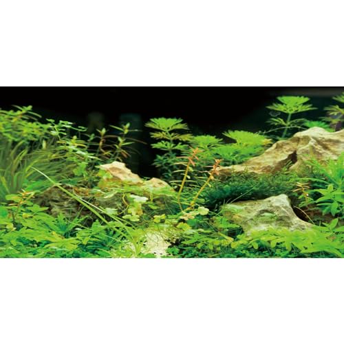 AWERT Aquarium-Hintergrund, Meeresalgen, Aquarium-Hintergrund, Wasserpflanze, Stein, Flussbett und See, Vinyl-Hintergrund, 121,9 x 50,8 cm von AWERT