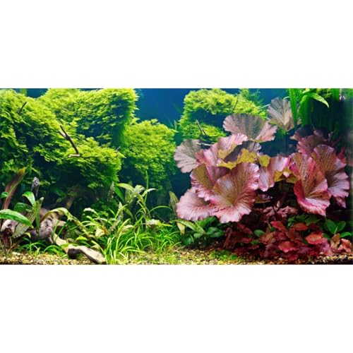 AWERT Hintergrund für Aquarien, 91,4 x 45,7 cm, Vinyl, für Wasserpflanzen von AWERT