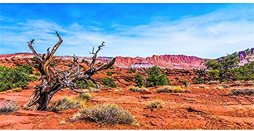 AWERT Hintergrund für Reptilien Habitat, 183 x 61 cm, blauer Himmel, Oase, orangefarbene Wüste, Terrarium, Hintergrund aus strapazierfähigem Polyester von AWERT