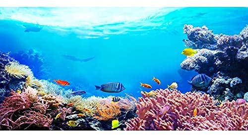 AWERT Hintergrund für Unterwasseraquarien, 121,9 x 61 cm, bunt, Koralle, tropische Fische, Unterwasserwelt, Vinyl von AWERT