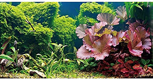 AWERT Hintergrund für Wasserpflanzen, Vinyl, 76,2 x 30,5 cm von AWERT