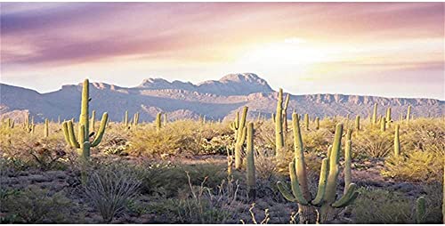 AWERT Reptilien-Habitat-Hintergrund, blauer Himmel-Oasis, Bergkaktus, Sonne und Wüsten-Terrarium, Hintergrund 121,9 x 45,7 cm, robuster Polyester-Hintergrund von AWERT