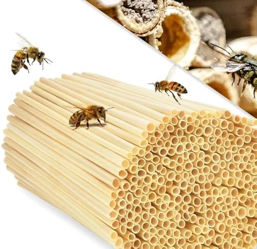 300 STK Nisthülsen für Insektenhotel – 20 cm Lange Nisthülsen für Wildbienen – Hochwertiges Füllmaterial für Insektenhotel – Perfekte Nisthilfen für Bienenhaus – Ideal als Weizenhalme Füllung von AXOBOG