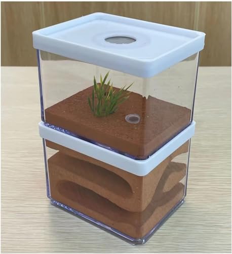 Ameisenzuchtschrank, Ant Farm, Gips Ant Farm Sehr feuchtigkeitsspendendes Ameisennest Gips Ant Lebensraum mit Futterfläche Schloss Haustier Ameisenhaufen Werkstatt Natürliches ökologisches Ameisenhaus Ameisenzuchtschrank, Ant Farm, Gips Ant Farm Sehr feuchtigkeitsspendendes Ameisennest Gips Ant Lebensraum mit Futterfläche Schloss Haustier Ameisenhaufen Werkstatt Natürliches ökologisches Ameisenhaus von AYULYA