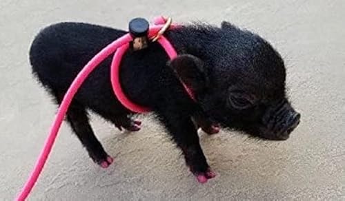Mini Pig Geschirr – auf Passt auch Topf bauchige Schweine und Andere Kleine Tiere – Frettchen, Kaninchen, Hunde, Katzen, Adjustable, Rose von AZ Micro Mini Pigs