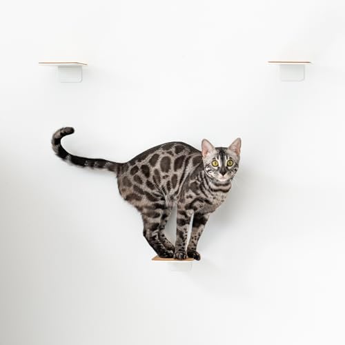 AZANO®️ Katzentreppe 3er Set | Kletterwand Katzen | Katzenleiter Wand [Modernes Design aus Metall] | Katzentreppe Wand | Katzenleiter | Katzenmöbel zum Klettern | S 16x12cm | (Weiß - Kork) von AZANO
