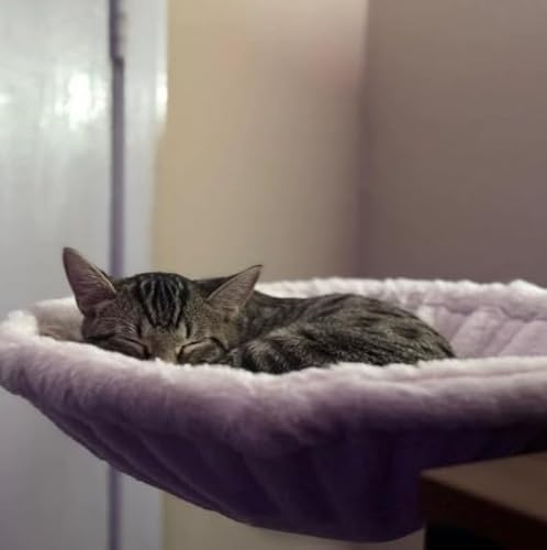 AZMUDE 360 ° drehbarer Tisch Katzenbett Kaninchenplüsse Schreibtisch Katzenhängebatt 40cm Gewicht 20kg (Grau) von AZMUDE