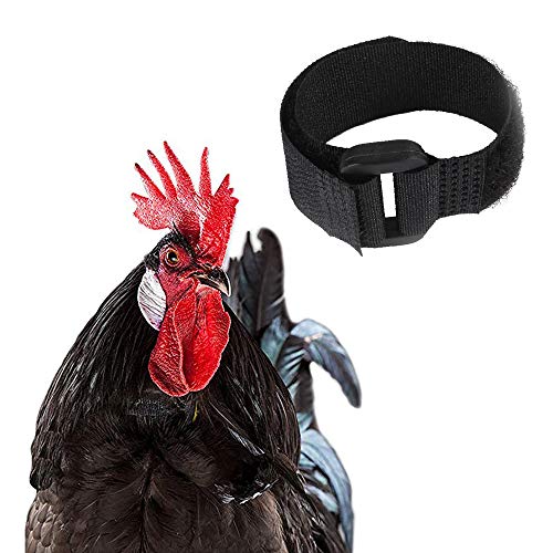 AZXAZ 2 Stück Geräuschlos Hühnerhalsbänder Anti-Hook Nylon Hahnhalsband Schwarz/Rot Halsband Kragen Verhindern Sie, DASS Hühner schreien und Nachbarn stören (Schwarz) von AZXAZ