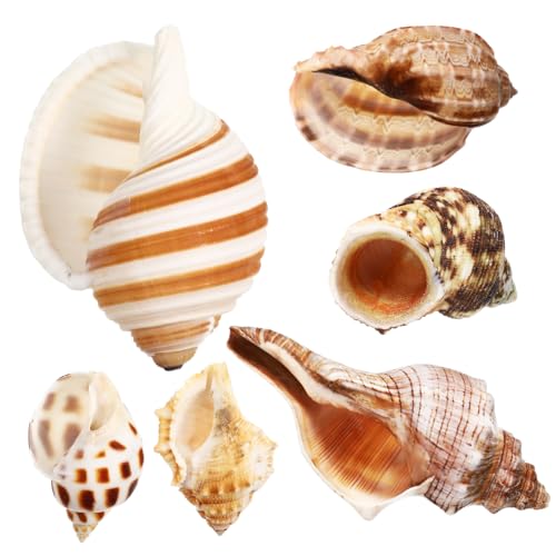 6 Stück Natürliche und Muschelschalen für Aquarien Dekoration Handgefertigte Conch Schalen für Kreative Bastelprojekte und Wohnraumgestaltung 6 Stück Natürliche und Muschelschalen für Aquarien Dekoration Handgefertigte Conch Schalen für Kreative Bastelprojekte und Wohnraumgestaltung von Abaodam