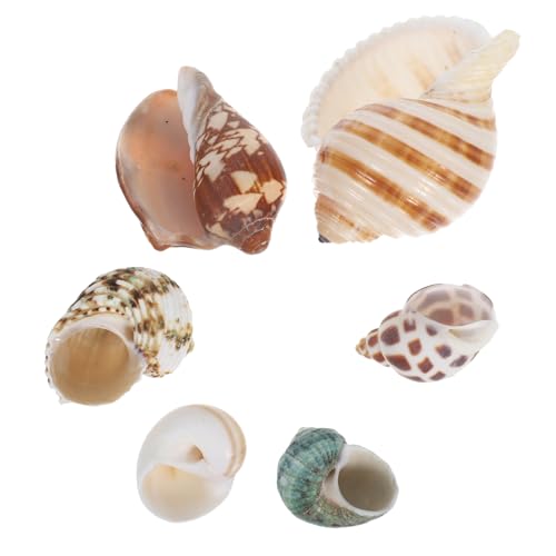 6 natürliche Muscheln für Aquarien, Muscheln für Aquarien, Landschaftsbau, nautische Party-Dekorationen und Krabben-Lebensräume, authentisch ästhetisch 6 natürliche Muscheln für Aquarien, Muscheln für Aquarien, Landschaftsbau, nautische Party-Dekorationen und Krabben-Lebensräume, authentisch ästhetisch von Abaodam
