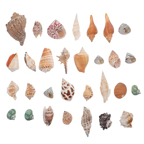 Abaodam 1 Satz Natürliche Conch für Fischtank Schöne Meeres Dekoration für Aquarien und Terrarien für Natürliche Umgebung von Abaodam