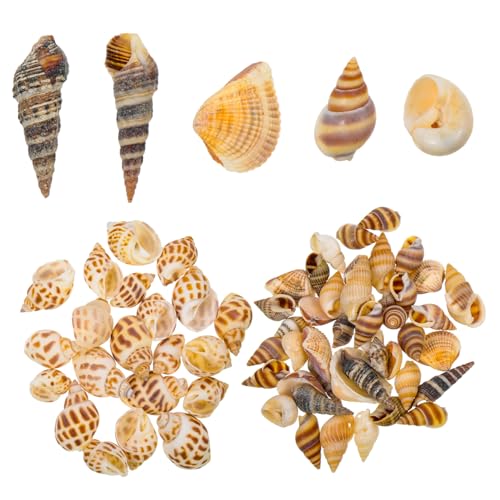 Abaodam 2 Boxen Natürliche Aquarium Deko Muschel Boxen Meeres Schnecken DIY Füllmaterial Sichere Fischbecken Dekoration Versteck für Krabben Langlebig und Vielseitig für Bastelprojekte von Abaodam