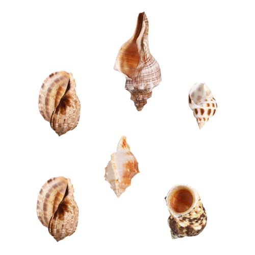 Abaodam 6 Stück Conch Einsiedlerkrebs Muschel Meeresmuschel Muscheln Muschel Requisite Strand Hochzeitsdekor Meeresleben Dekor Krabben Lebensraum Accessoire Dekorative von Abaodam
