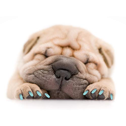 Acouto Nagelkappen für Haustiere, PVC-Abdeckung für Hundekrallen, Leicht, 4 Größen und 2 Farben Zur Auswahl, PVC-Abdeckung für Hundekrallen, Robust, Dekorativ, Heimgebrauch, Verhindert Acouto Nagelkappen für Haustiere, PVC-Abdeckung für Hundekrallen, Leicht, 4 Größen und 2 Farben Zur Auswahl, PVC-Abdeckung für Hundekrallen, Robust, Dekorativ, Heimgebrauch, Verhindert von Acouto
