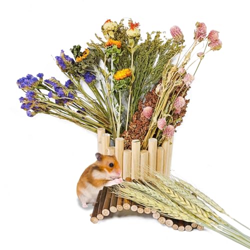 Natürlicher Hamsterblüten- und Kräuterlebensraum Deocr, Hamstersprays Blumen Einstreu Mate, Hamsterkäfig Bereicherung Dekoration Zubehör für Rennmäuse, Zwerg, Syrische Hamster, Meerschweinchen, Mäuse Natürlicher Hamsterblüten- und Kräuterlebensraum Deocr, Hamstersprays Blumen Einstreu Mate, Hamsterkäfig Bereicherung Dekoration Zubehör für Rennmäuse, Zwerg, Syrische Hamster, Meerschweinchen, Mäuse von Acsist