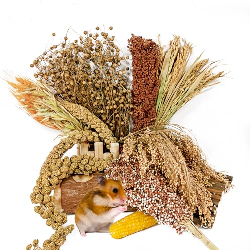 Natürlicher Hamsterblüten- und Kräuterlebensraum Deocr, Hamstersprays Kräuter Einstreu Mate, Hamsterkäfig Anreicherung Dekoration Zubehör für Rennmäuse, Zwerg, Syrische Hamster, Maus, Meerschweinchen Natürlicher Hamsterblüten- und Kräuterlebensraum Deocr, Hamstersprays Kräuter Einstreu Mate, Hamsterkäfig Anreicherung Dekoration Zubehör für Rennmäuse, Zwerg, Syrische Hamster, Maus, Meerschweinchen von Acsist