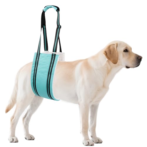 AIITLE Hunde-Hebegeschirr für große Hunde – verstellbare Haustierschlinge für die Hinterbeine für ältere/behinderte, orthopädische Reha-Hilfe, hilft beim Treppen-/Autozugang (Türkis, XL) von Aiitle