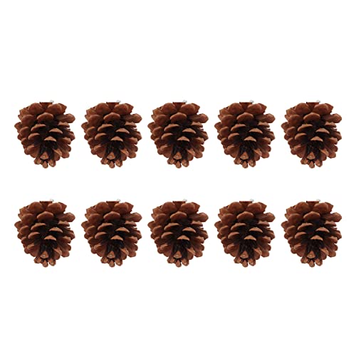 Akozon 10pcs Kiefernkegel Vogelkauen Ornamente für Sittiche, Cockatiels, Conures, Fleisches, Raubgüsse und AWS Akozon 10pcs Kiefernkegel Vogelkauen Ornamente für Sittiche, Cockatiels, Conures, Fleisches, Raubgüsse und AWS von Akozon