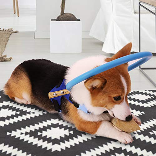 Blind Dog Safe Pet Ring Verhalten Hunde Protect Angel Wing Blue Professionelles Zubehör für den Einsatz (M) von Akozon