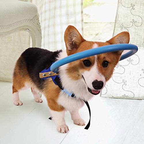 Blind Dog Safe Pet Ring Verhalten Hunde Protect Angel Wing Blue Professionelles Zubehör für den Einsatz (XS) von Akozon