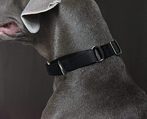 Alainzeo Martingale Hundehalsband, strapazierfähig, Nylon, Schwarz, Größe M von Alainzeo