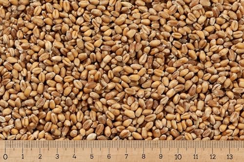 (Grundpreis 0,69 €/kg) - 25 kg Weizen ganzes Korn - Futterweizen - Hühner - Nager - Wildvögel von Aller Aqua