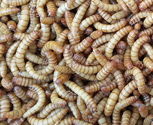 Allterra Mehlwürmer, lebend, 1 kg von Allterra